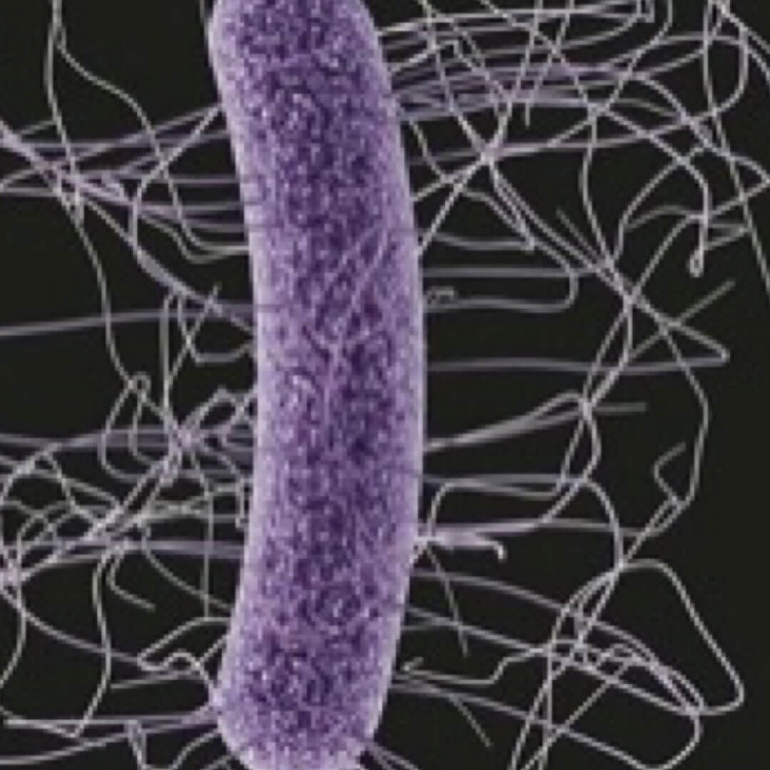 Clostridium Difficile