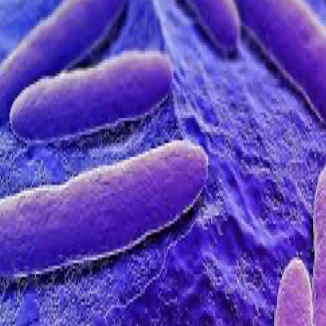 Serratia Marcescens