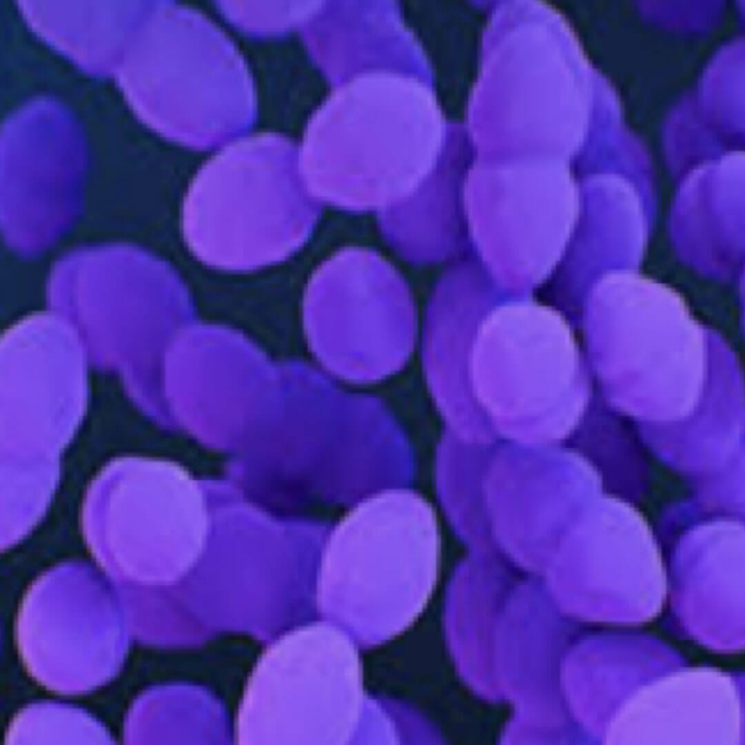 Enterococci (E. Faecalis, E. Faecium)