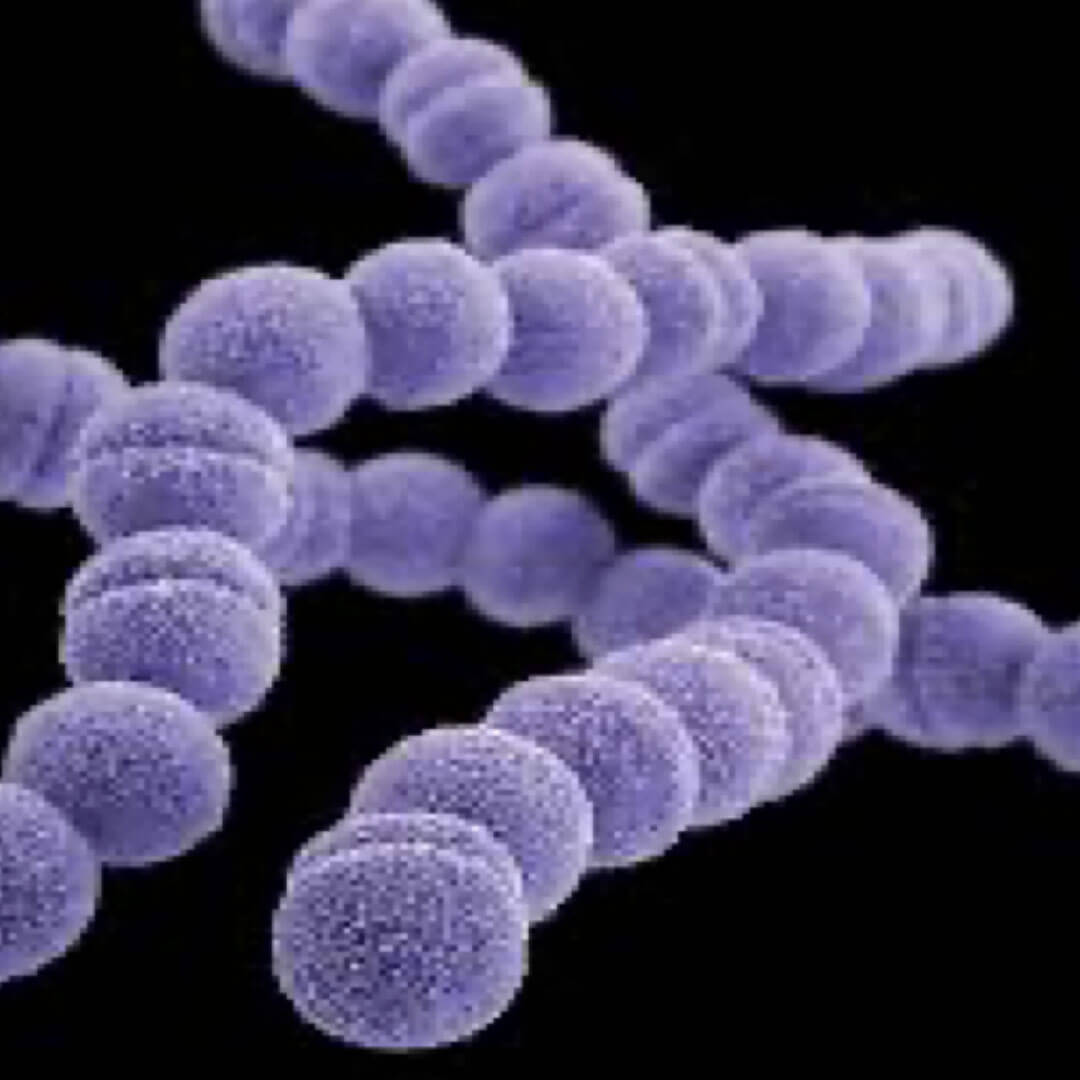 Haemolytic Streptococci (Group A, B, C, G and F)