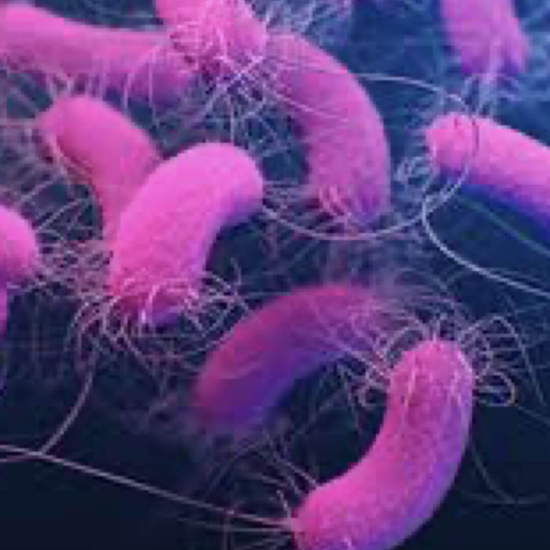 Pseudomonas Aeruginosa, Pseudomonas Sp., Acinetobacter Sp., Stenotrophomonas Maltophilia
