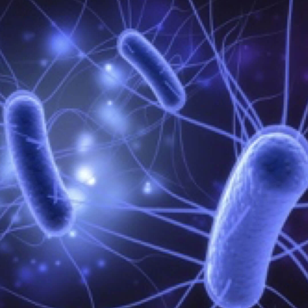Enterohemorrhagic E. coli (EHEC) Bacteria