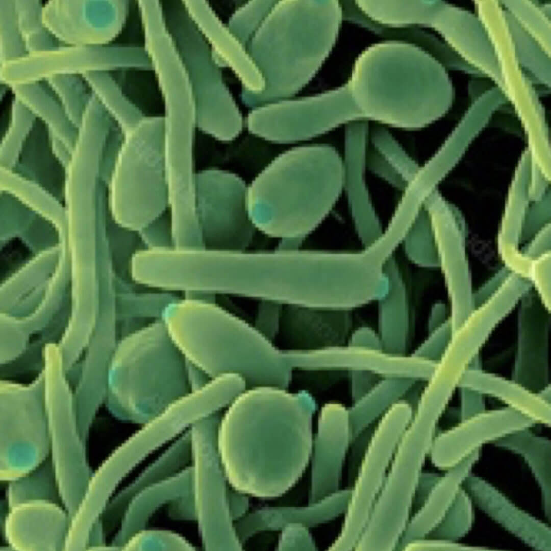 Candida Albicans, Candida Sp. among others