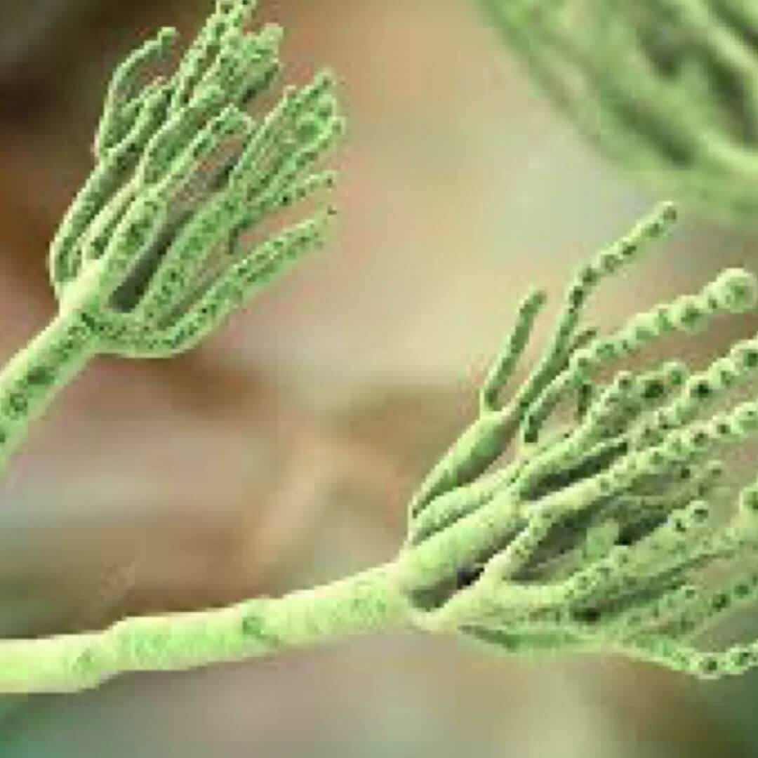 Penicillium