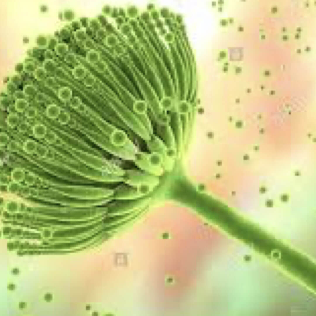 Aspergillus