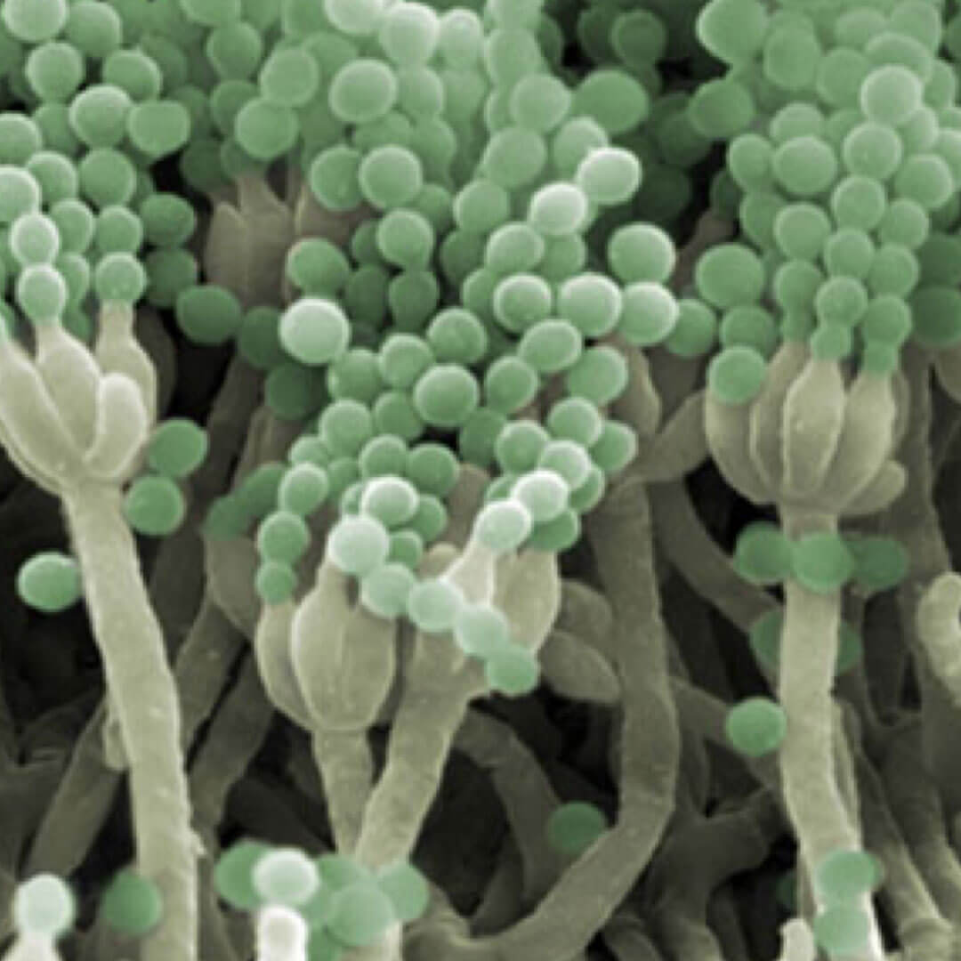 Mold