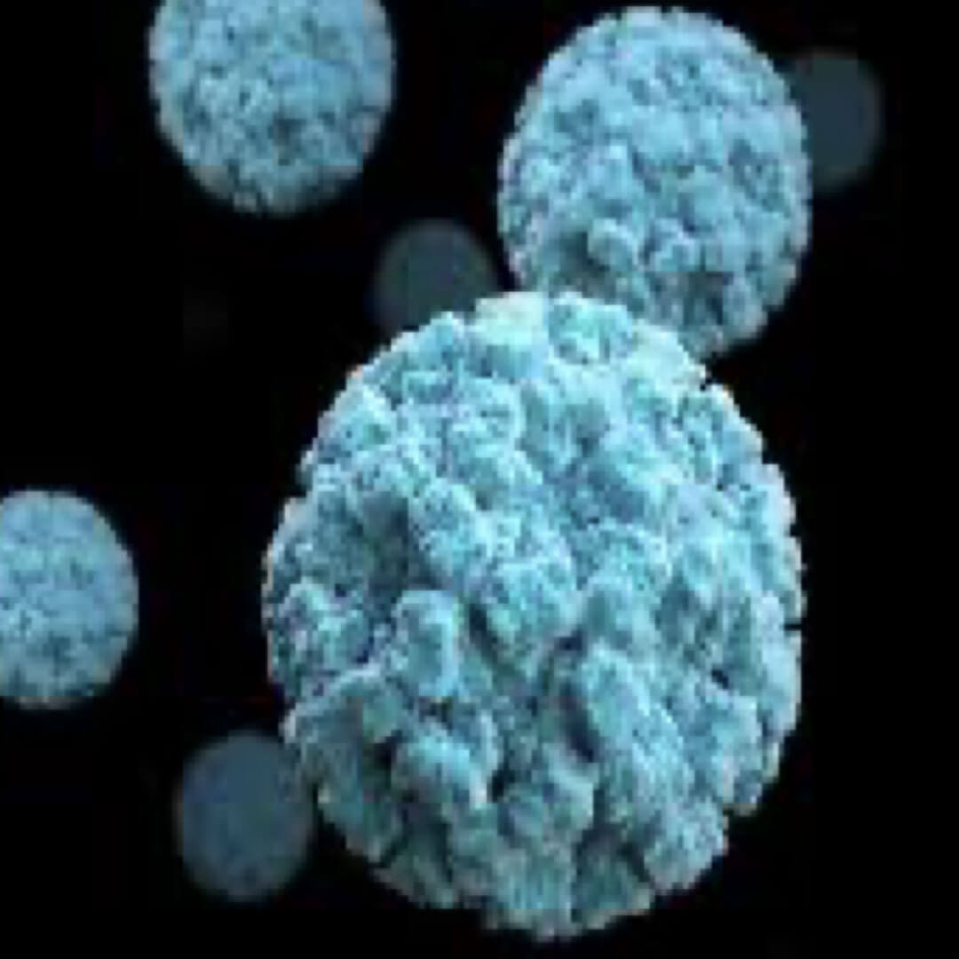 Norovirus